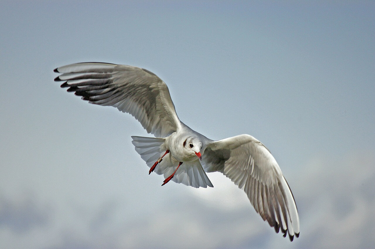 Seagull 79658 1280