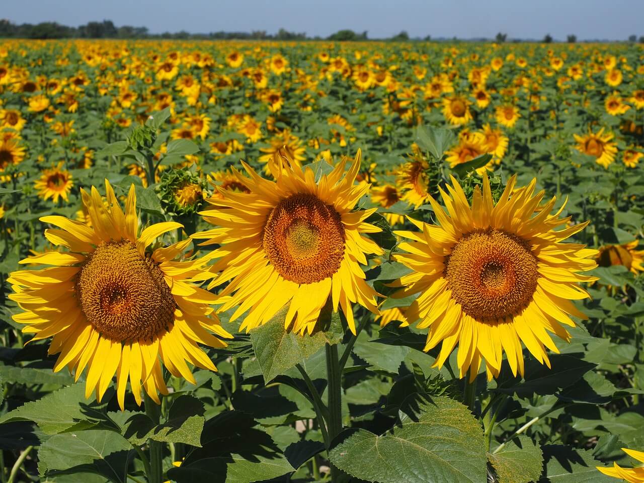 Sunflower field 1521860 1280